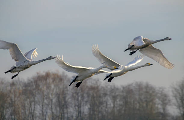 istock A group of swans is flying across the sky. 2187477855