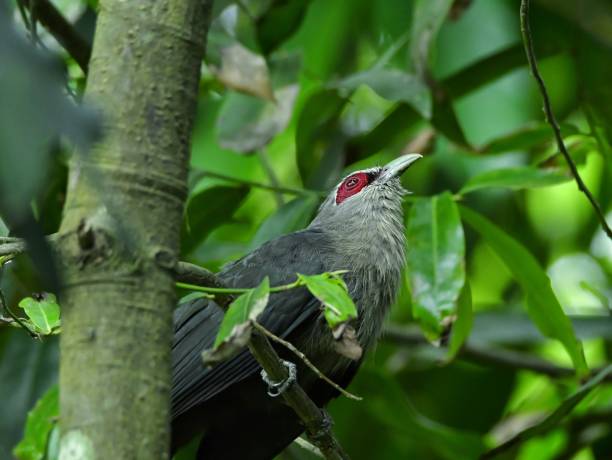 istock Green-billed malkoha bird sitting on tree 2187477945