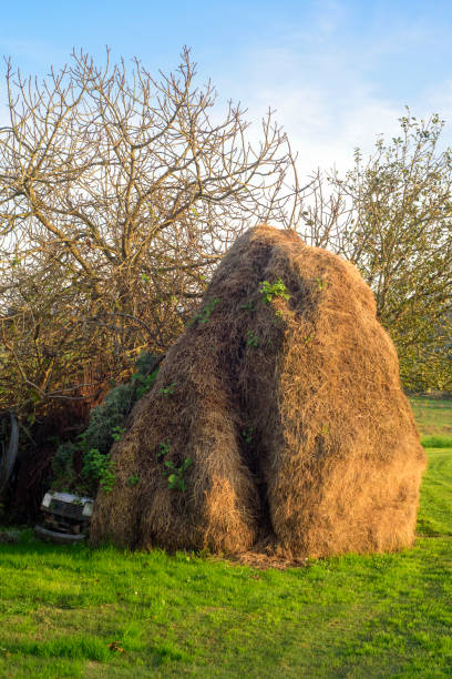 Hay pile in a green field