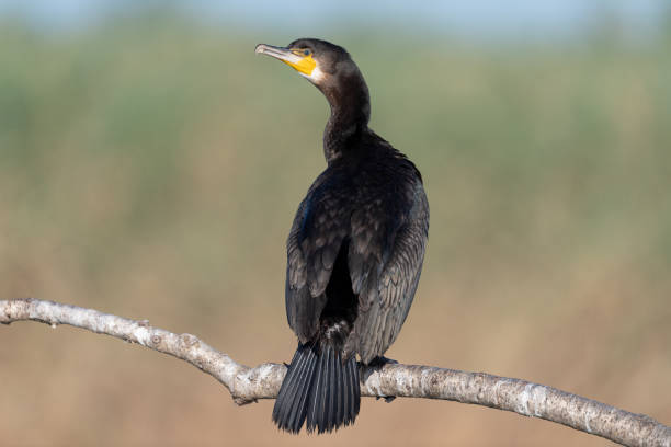 istock Great Cormorant in its environment. El Taray Lagoon, Toledo, Spain (Phalacrocorax carbo) 2187479096