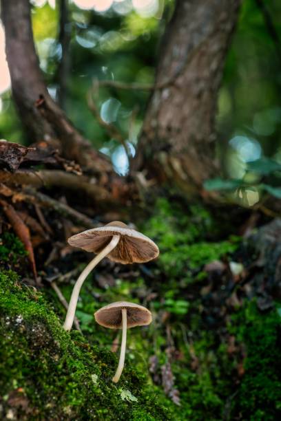 istock Two mushrooms growing on mossy tree roots in forest 2187479614