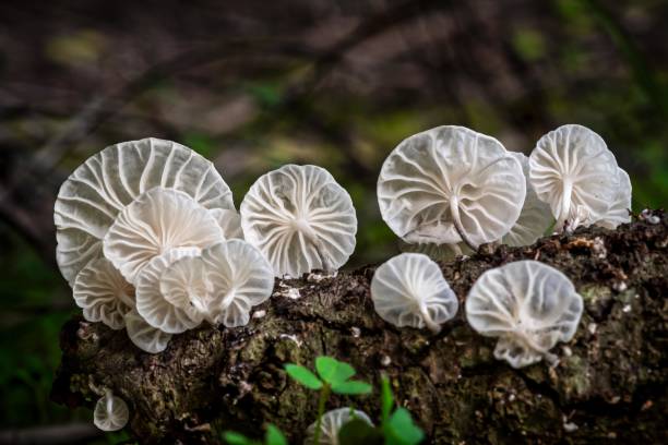 Porcelain mushrooms growing on a decaying log in a forest