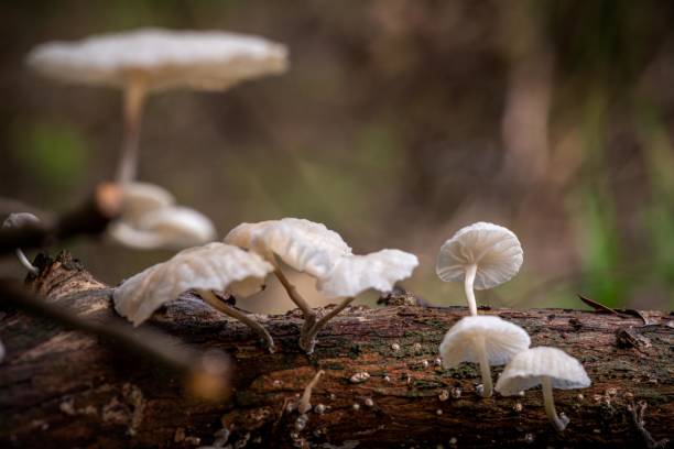 istock Porcelain mushrooms growing on fallen branch in forest 2187479626