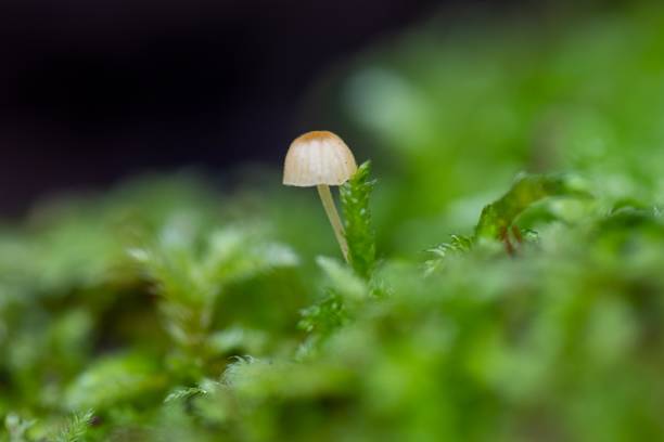 Delicate mushroom emerges from lush green moss, capturing nature's intricate beauty in a tiny forest ecosystem. Vibrant colors and textures offer a peaceful backdrop for mindfulness
