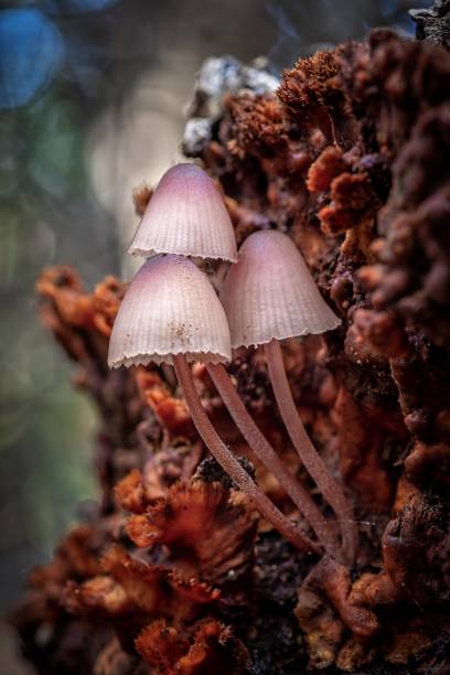 Delicate pink mycena mushrooms emerging from decaying log in forest, showcasing nature's beauty and balance