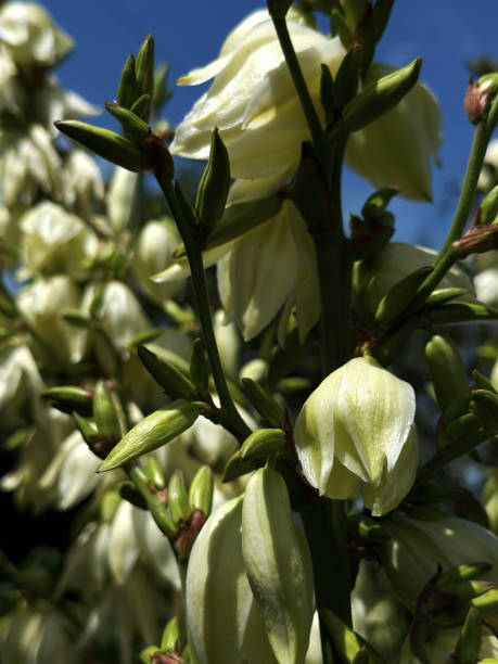 istock white magnolia on the background of the blue sky 2187479721