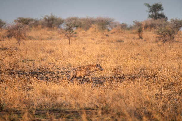 Spotted hyena wanders through the golden grass of the african savanna during the warm daytime, blending perfectly into its natural habitat