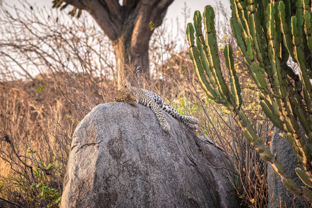 Leopard is resting on a large rock in the african savanna, surrounded by dry vegetation and a candelabra tree, enjoying the warm sunlight