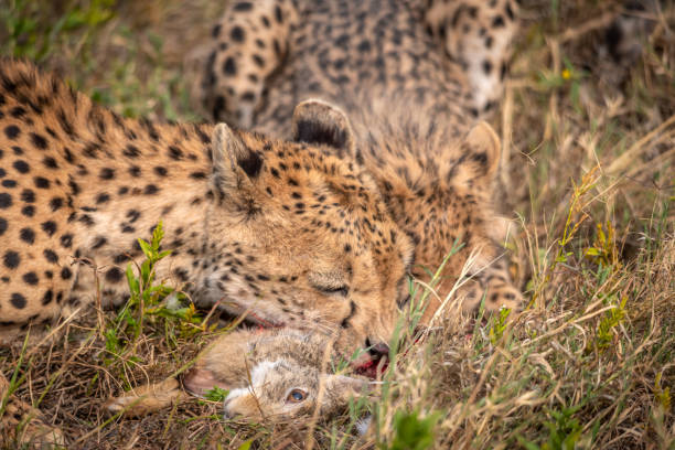 Cheetah cub peacefully eats a hare in the african savanna, showing nature's food chain in action