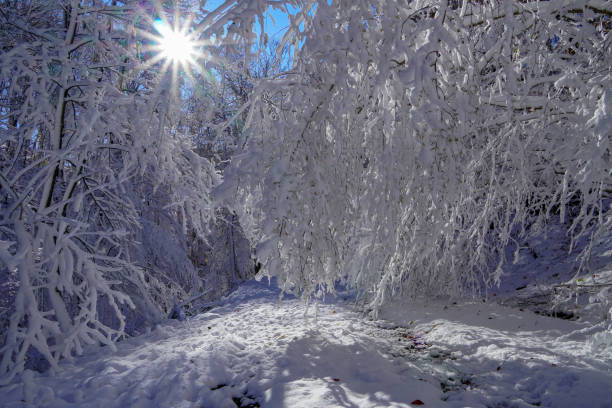 Winter park landscape of a tree with branches covered in frost.D.H