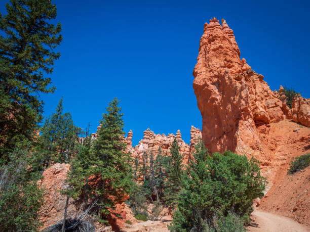istock Red canyon walls towering over green trees in utah 2187481672