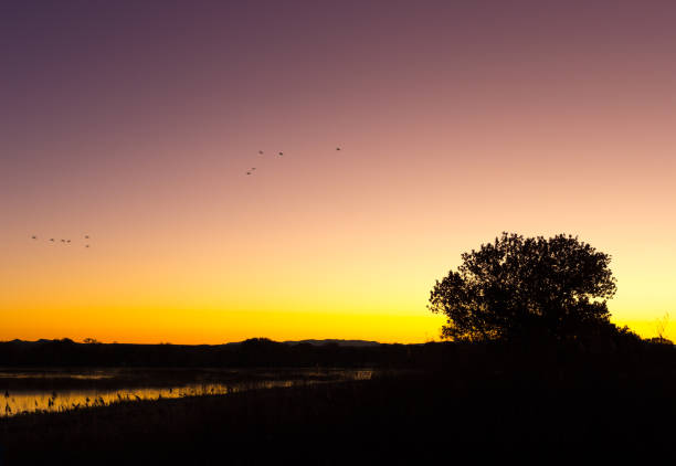 Bosque del Apache Wildlife Refuge: Tree at Sunrise