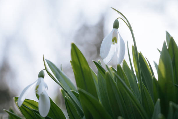istock snowdrop flower (Galanthus) with white petals and green leaves, bathed in soft sunlight, surrounded by vibrant foliage in a natural spring setting 2187482934