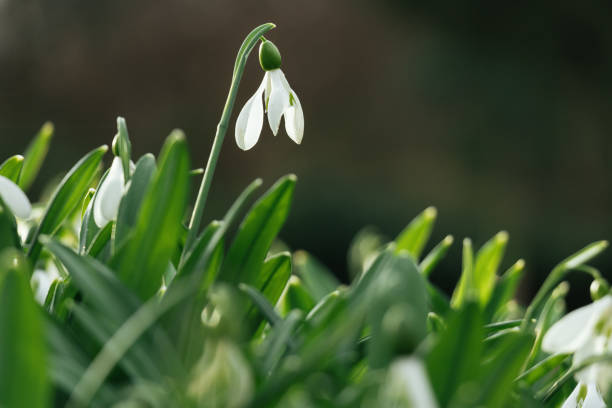 istock snowdrop flower (Galanthus) with white petals and green leaves, bathed in soft sunlight, surrounded by vibrant foliage in a natural spring setting 2187482938