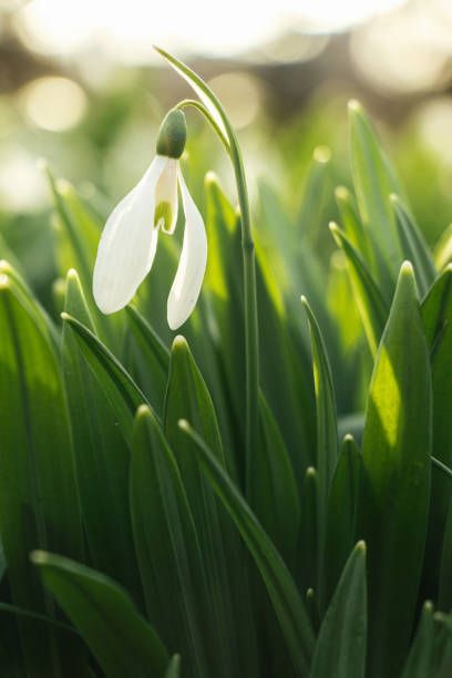 A close-up of a single snowdrop flower (Galanthus) with white petals and green leaves, bathed in soft sunlight, surrounded by vibrant foliage in a natural spring setting