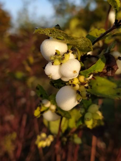 istock Snowberry, white berry, snap pea bush in winter 2187483891