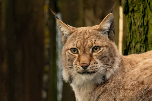 istock The Eurasian lynx (Lynx lynx), also known as the European lynx 2187485636