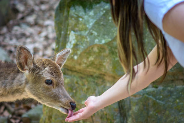 Tourist feeding deer crackers called Shika senbei to deer in Nara park in Nara, Japan