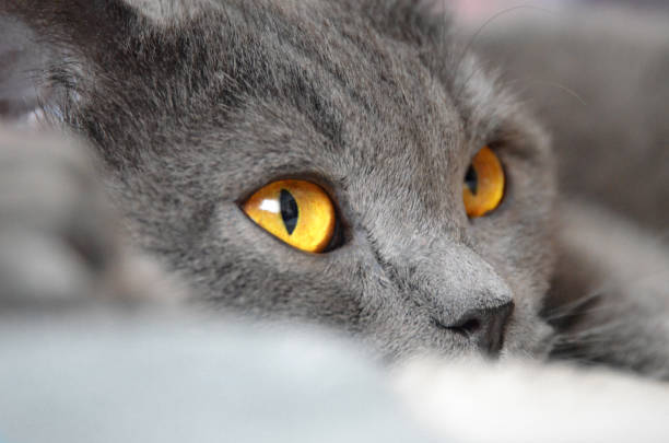 A British Shorthair cat lies on the blanket. Its orange eyes immediately draw attention, shining amidst the calm gray surroundings.