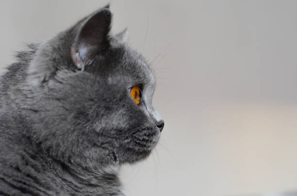 British kitten sitting in front of white background.