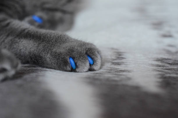 cat paw isolated on bed. the paws of the cat. coloring fur with stripes.