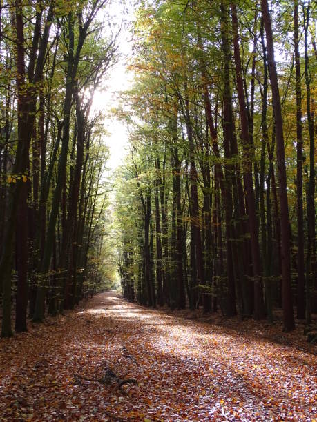 istock A path in the sun through the middle of the beech forest 2187487170