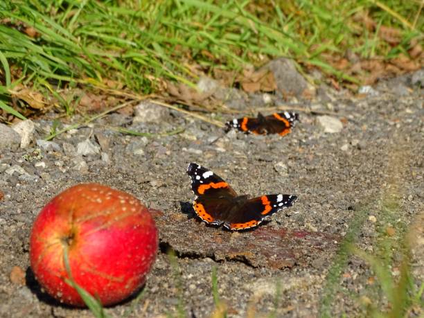 Butterflies (Admiral) look for food on the path, apples