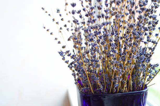 A beautiful bouquet of dried lavender flowers in a black vase, adding a touch of rustic charm, natural beauty, and a soothing aroma to your home decor. Perfect for relaxation and stylish interior design.