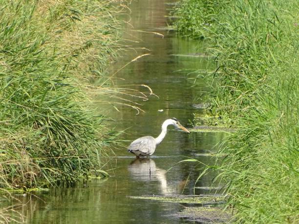 istock Gray heron wades through the stream looking for food 2187489348