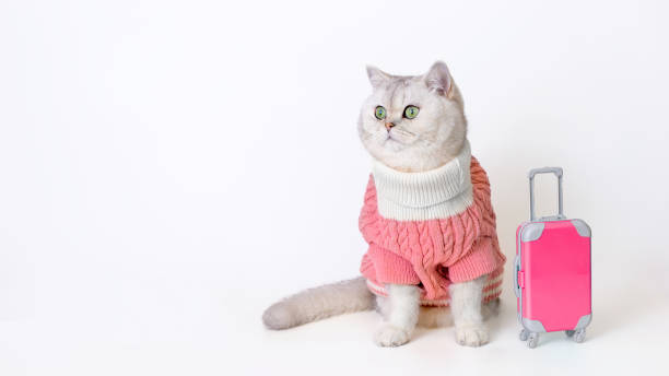 istock Stylish cat in pink sweater with mini suitcase on white background 2187489363
