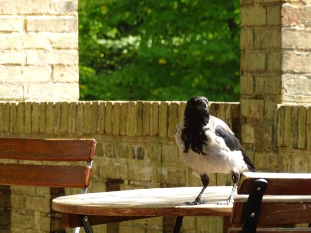 istock Crow sits on the table and looks into the camera 2187489442