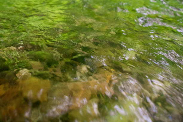 The river, with its rapid flow and majestic cliffs, creates a breathtaking landscape, reflecting the strength and beauty of the wild nature.