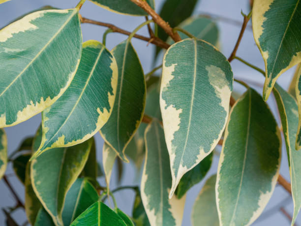 istock A close-up of a green leaf with fine veins that reflects light, highlighting its texture and the natural beauty of nature 2187490909