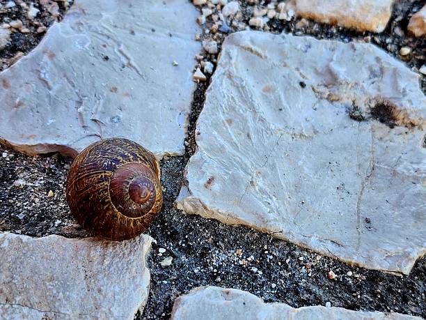 A shell lays on the pathway to the beach, the ocean waves audible in the distance.