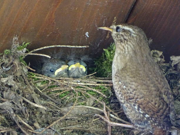 istock Wren feeds its offspring in the half-cave 2187491262