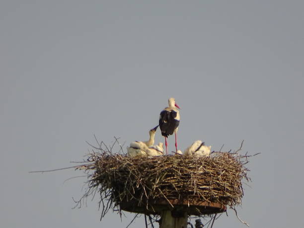 istock Stork feeds his offspring in the stork's nest 2187491974