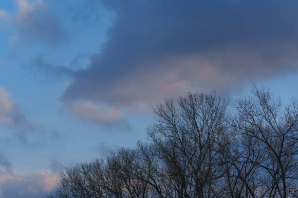 A view of a slightly cloudy sky with tree branches in the foreground that no longer have leaves.
