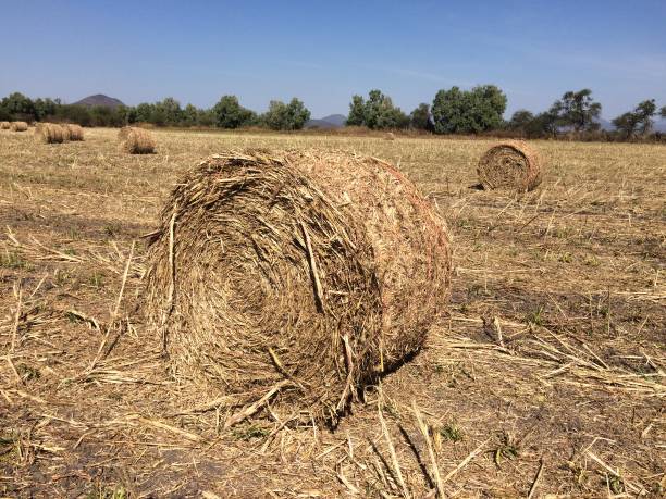 istock Rolls of dry grass for cattle feeding. 2187492979