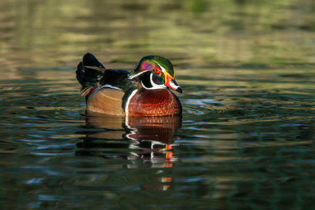 istock Male  Wood Duck (Aix sponsa) 2187494736