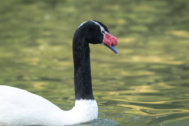 Black-necked swan and its chick in the Cahuil wetland, which is located south of the city of Pichilemu, in the Ohiggins region, Chile.
