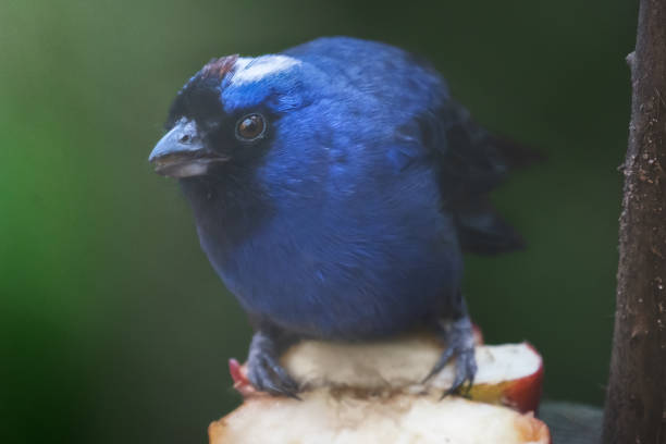 Diademed tanager bird (Stephanophorus diadematus)