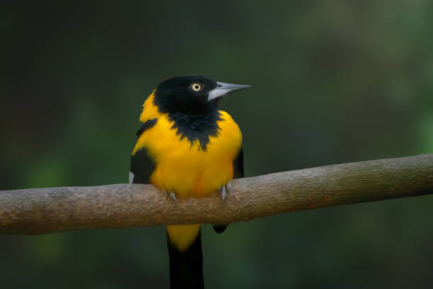 A Baltimore oriole is seen perching upside down in a tree in this photo.  The entire orange colored underbelly of the bird is exposed.  The male bird is very bright in the springtime breeding season.