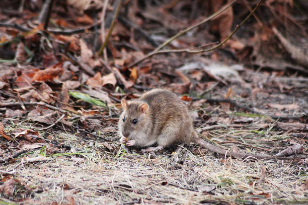istock A little light brown rat nibbles on something delicious 2187496783