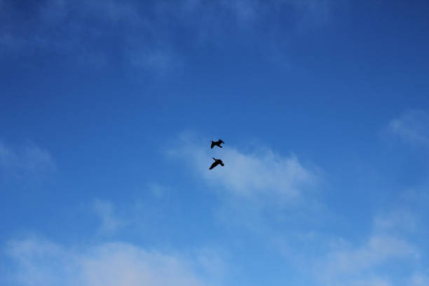 Seagull on blue background. European herring gull, Larus argentatus.
