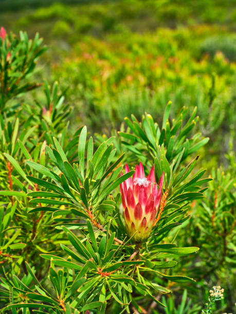 Flowers, plants and trees in Kirstenbosch Botanical Gardens in Cape Town, South Africa,