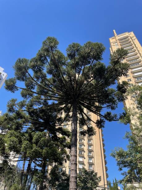 istock Pretty araucarias in Ecoville. 2187499914