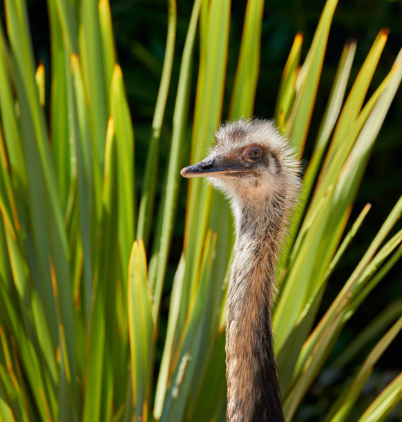 A wild ostrich by the ocean in South Africa