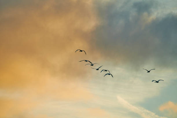 istock A flok of geese 2187501238