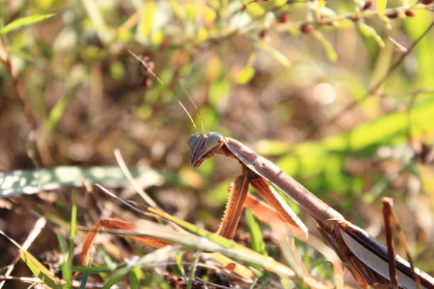 Close-up image of a praying mantis under a street light