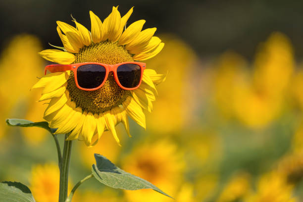 Blooming sunflower wearing sunglasses on a sunny summer day with copy space for text. Selective focus.